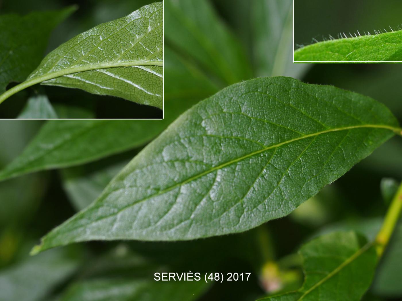 Honeysuckle, Alpine leaf